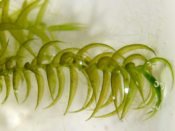 The upper, vivid green part of the moss stem in a magnified view. It is densely covered with saber-shaped leaves