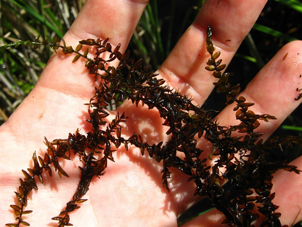 Stems of moss lying on the palm. They are densely covered with small, dark brown leaves, rounded at the ends.