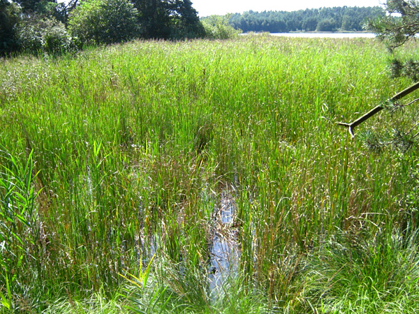 A part of the pond heavily overgrown with reeds. In the background, the pond surface and trees