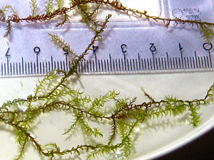 Not yet extinct! The surprising story of two rare northern moss species