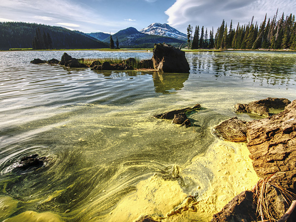 A lake in a forest-mountain landscape. In the foreground, turbid water covered with a yellow-green film