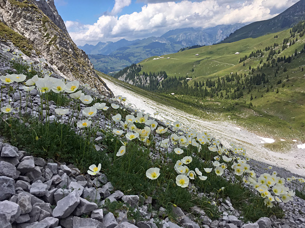 A field of white flowers growing on a rocky slope. In the background a valley and high mountains