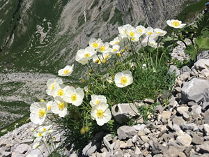 A high-mountain relict Papaver occidentale – history and perspectives of a rare species of alpine screes
