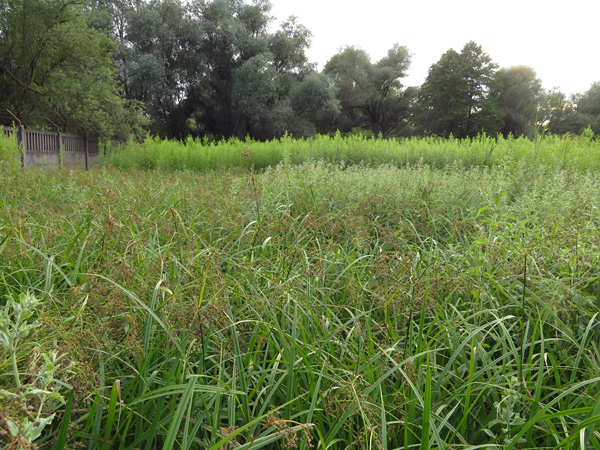 A field of reed vegetation. Trees and a concrete fence in the background