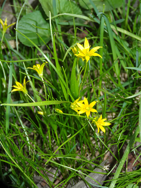 A small plant with yellow flowers with six pointed petals
