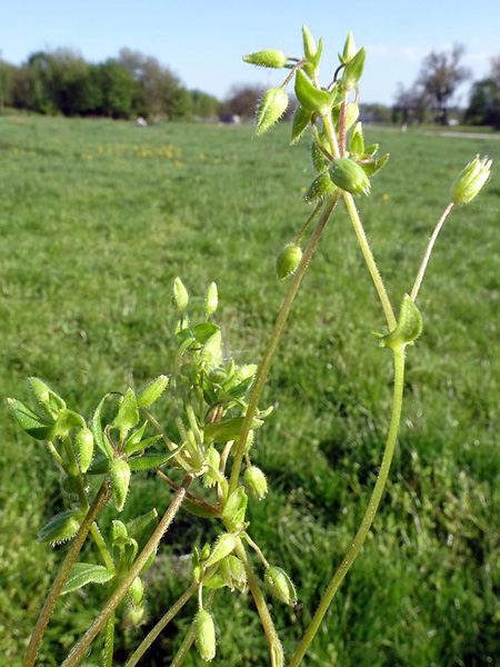 A plant with rising shoots against the background of a mowed meadow