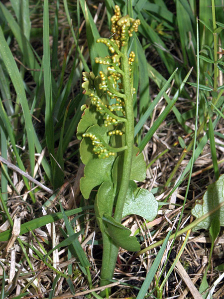 A small plant with a leathery leaf and a shoot separated from it with many small, spherical sporangia