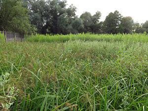 Let's not over-concrete cities – let's protect the locations of rare and interesting plant species in the area of Kraków