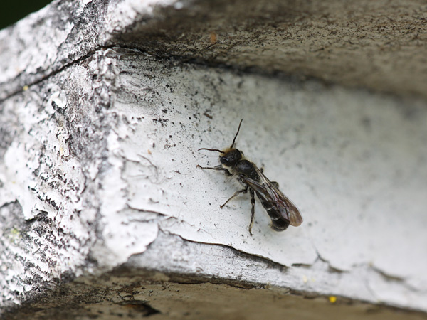 A slender insect sitting on old white painted wood
