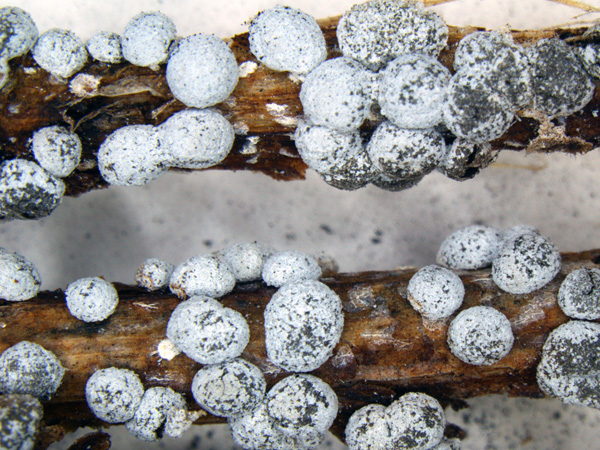 Close-up of two brownish twigs completely covered with white, gray-dusted balls of different sizes