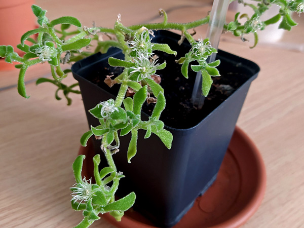 A potted plant with long shoots and small leathery leaves, with flowers with white thread-like petals