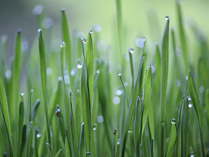 How to assist plants in cold acclimation?