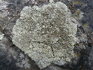 The puzzle of an intriguing lichen specimen from the Sudetes solved!