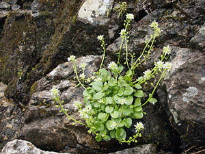 Phylogeography of Cochlearia tatrae in the Tatras in the context of local historical and geological conditions – new publication