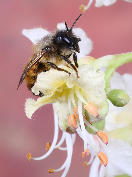Close-up of a bee sitting on a white flower