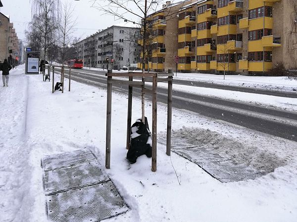 Urban multi-story buildings in winter. The ground around a tree planted just off the street is covered with rectangular mats