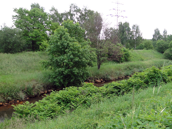 A small river bordered by embankments covered with grass and trees. At the very bank are tall thickets of knotweed