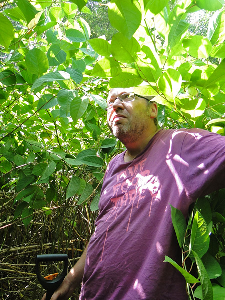 A man holding a shovel stands in the middle of the thicket. The shoots of knotweed tower over him and cast a shadow over him