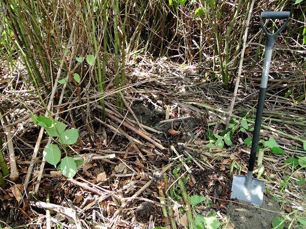 The exposed interior of the thicket. The ground between the knotweed clumps is covered with a brown layer of dead shoots