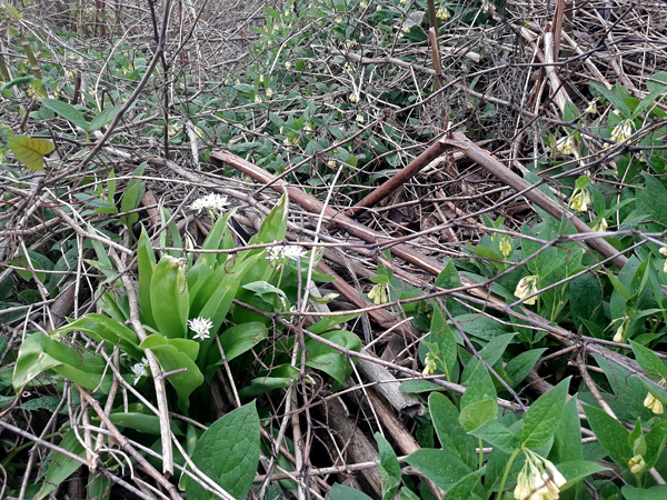Low, vivid green plants with white and yellow flowers emerge from a thick layer of brown dead knotweed shoots
