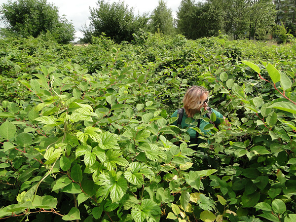 A view from above of a woman making her way through dense knotweed thickets entwined with vines