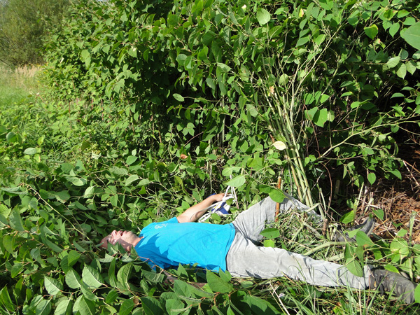 A man pretending to be mortally tired lies next to a partially cut clump of knotweed