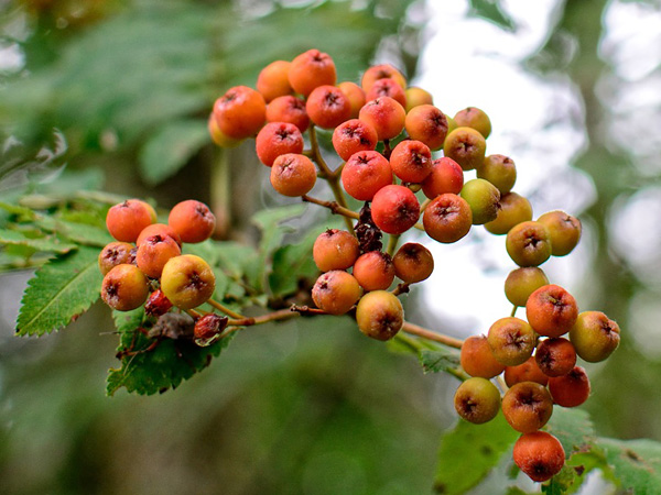 A ripening, slightly reddened cluster of rowan berries