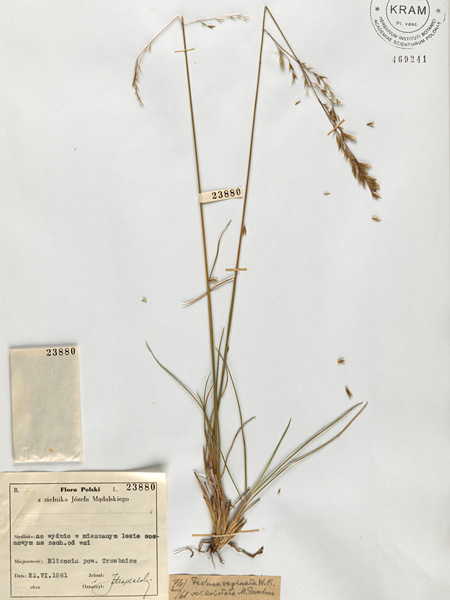 A dried specimen of a slender grass, flattened on a paper sheet. Labels with descriptions are glued to the sheet