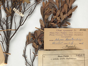 Professor Józef Mądalski's herbarium – a pearl of Polish botanical collections in the digital repository