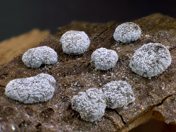 Spherical structures resembling donuts heavily dusted with powdered sugar. They are attached to a piece of wood