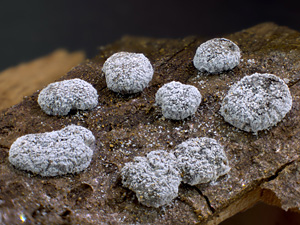 New species of a nivicolous myxomycete described from the Andes