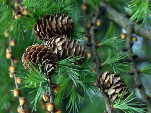 A strict trade-off between seed size and numbers in trees is not a rule – new publication in Nature Communications