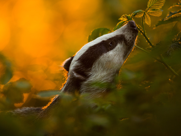 A slender black and white head of an animal emerging from among the brambles in the light of the setting sun