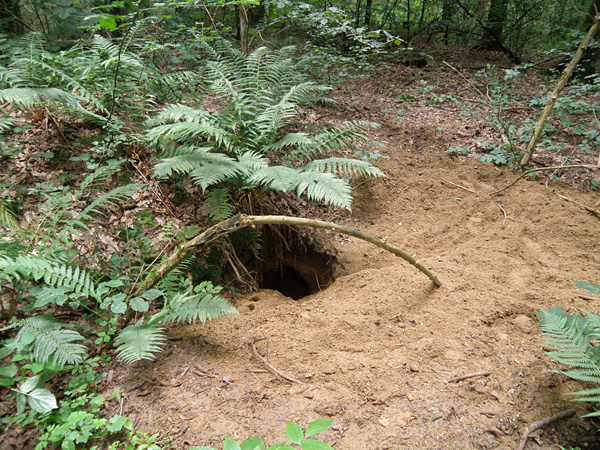A hole in the ground in a deciduous forest. Ferns grow next to it and there is a large amount of dug-out light brown soil