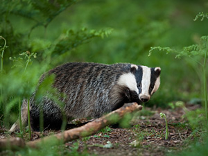 European badger – an underrated ecosystem engineer