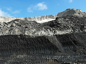 Lignite under a palynologist's microscope