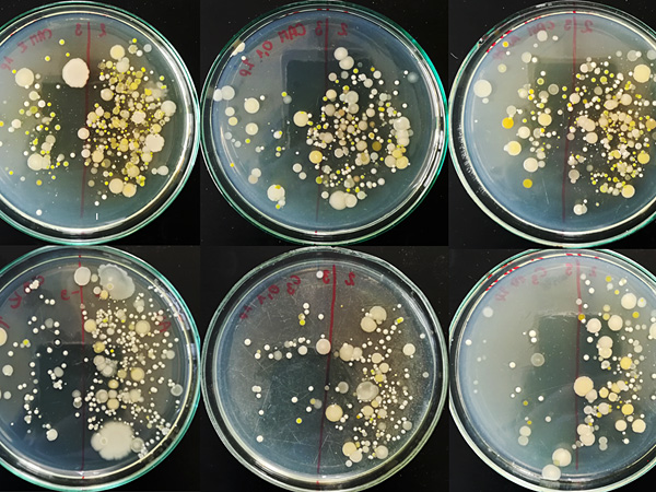Six glass dishes arranged side by side. The colonies of microorganisms growing on them form an irregularly speckled pattern