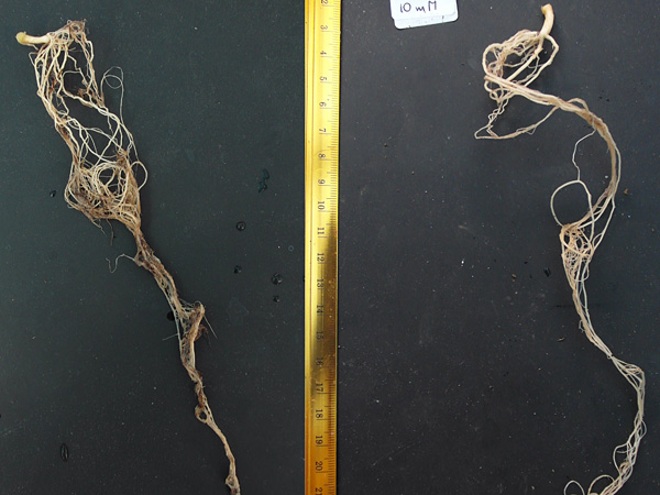 Roots separated from two plants lie on a black countertop. A measuring tape is stretched between them