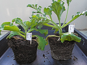 Novel bacterial strains with bioremediation potential revealed through the study of Mesembryanthemum crystallinum rhizosphere