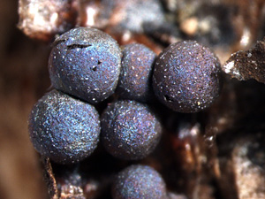 Taxonomic studies of museum collections reveal an unexpectedly high diversity of nivicolous Lamproderma in North America