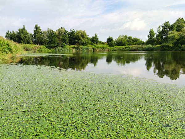 A small lake surrounded by woods and thickets. Its surface in the foreground is tightly covered with leaves of aquatic plants