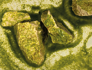 The new two-phase medium increases the range of possibilities in research using cultures of microorganisms