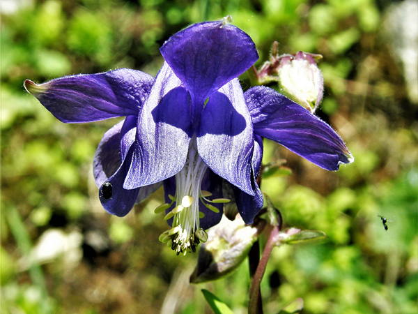 A dark purple flower with large petals, somewhat resembling an orchid flower
