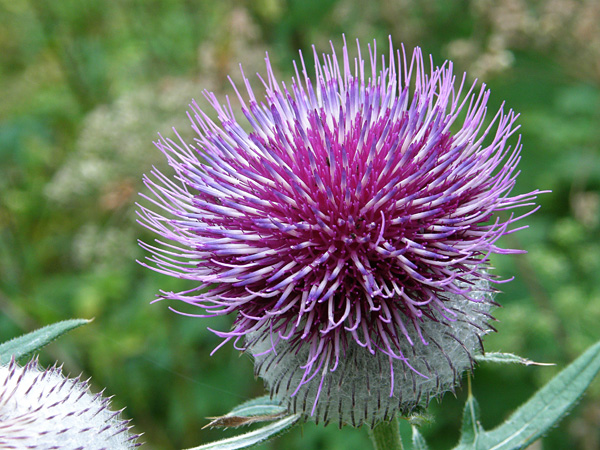 A spherical inflorescence composed of numerous filamentous light purple flowers