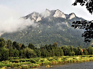 Captivating stories about the plants of the Pieniny mountains by Professor Ludwik Frey