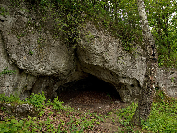 A view of the cave entrance from the outside. The rocks above the entrance are covered with deciduous forest