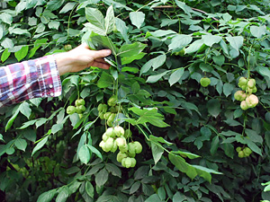 Distribution of the European bladdernut in Poland – a pilot study and a new research project