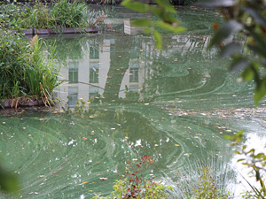 Cyanobacteria blooms – a growing problem that should not be underestimated