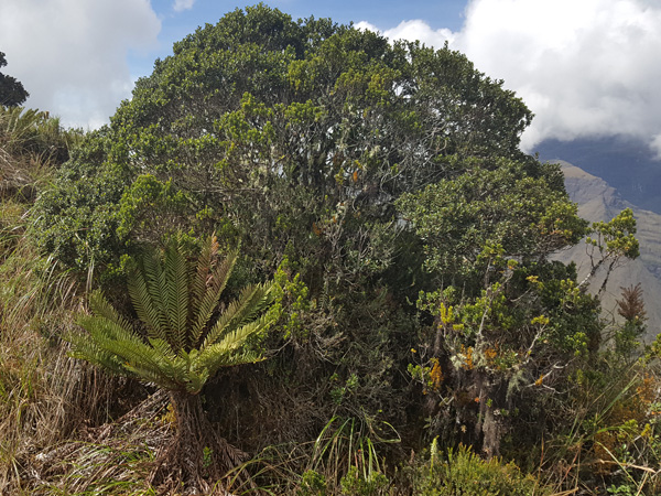 A slope covered with a thicket of tropical vegetation. In the background, barely visible mountains