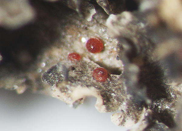 A fragment of a brown leafy lichen thallus in magnification. Three red spherical structures gleam on its surface